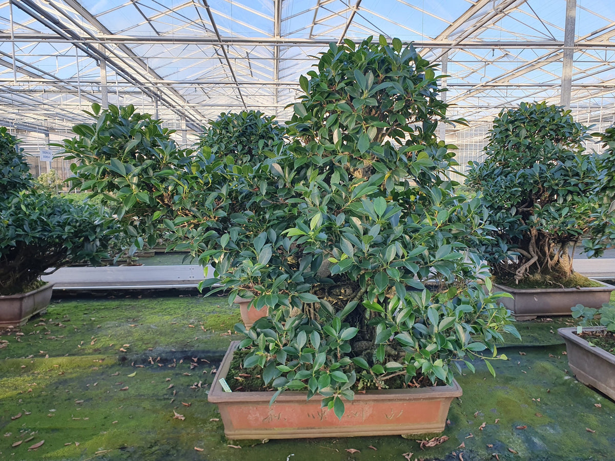 Bonsai Mix 100cm 61cm Pot