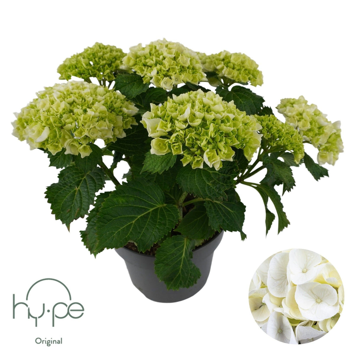 Hydrangea Mophead white 45cm 23cm Pot
