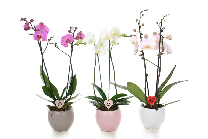 Phalaenopsis mix 55cm 12cm Pot