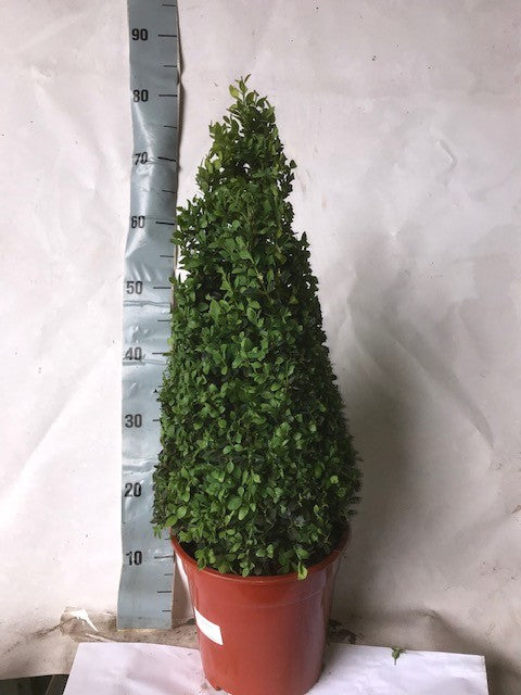 Buxus sempervirens ball 75cm 23cm Pot