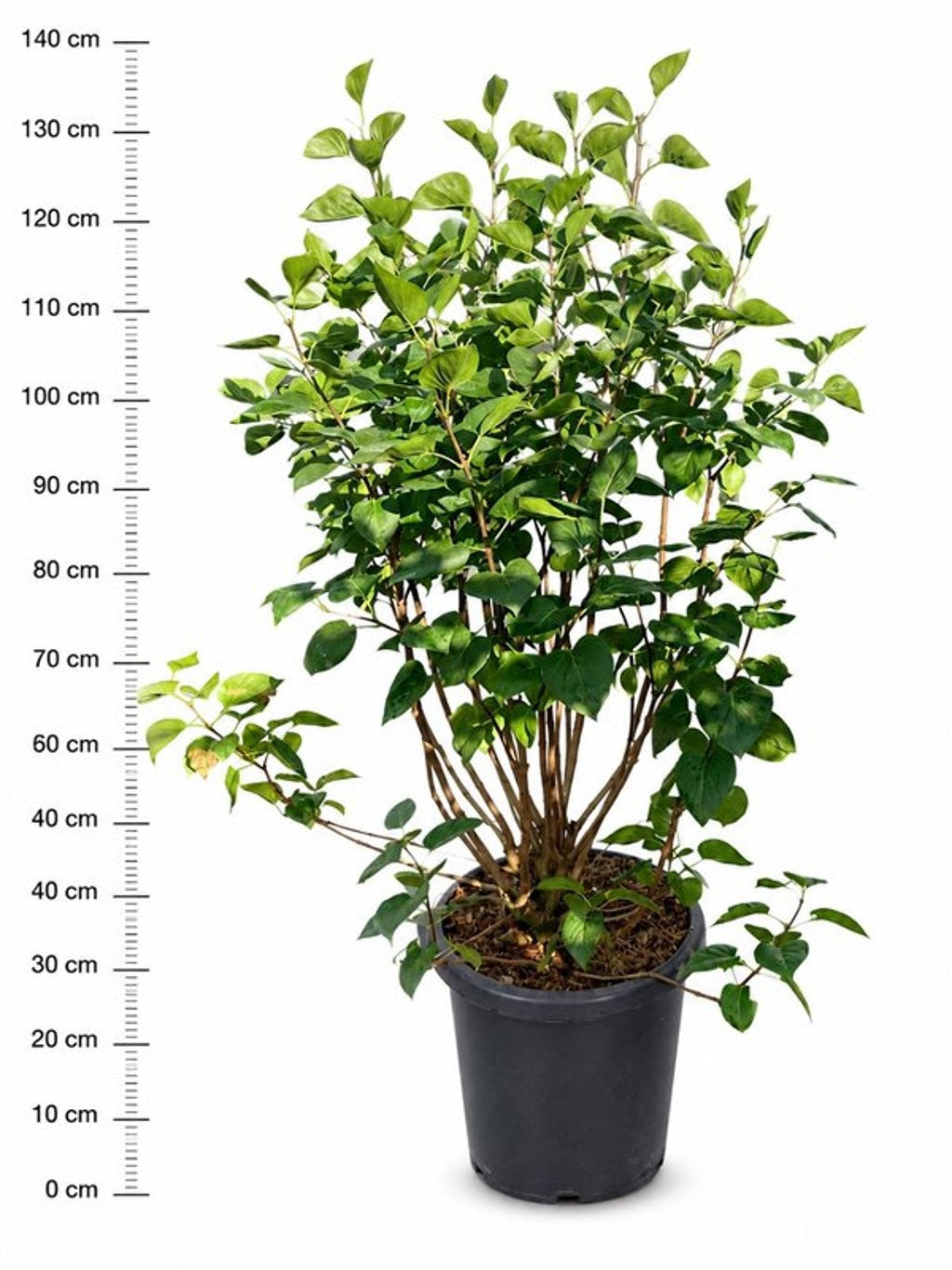 Bloemenkampen BV, Hkw. de Syringa vulgaris Sensation Pack of 1