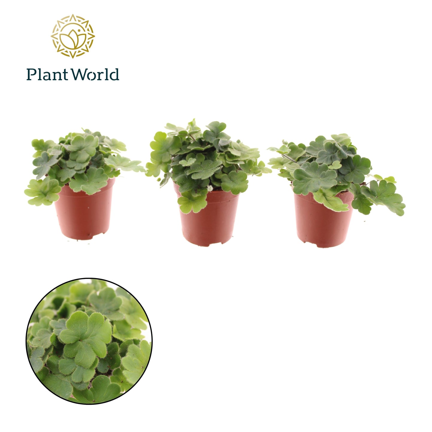 Doryopteris cordata 10cm 505cm Pot