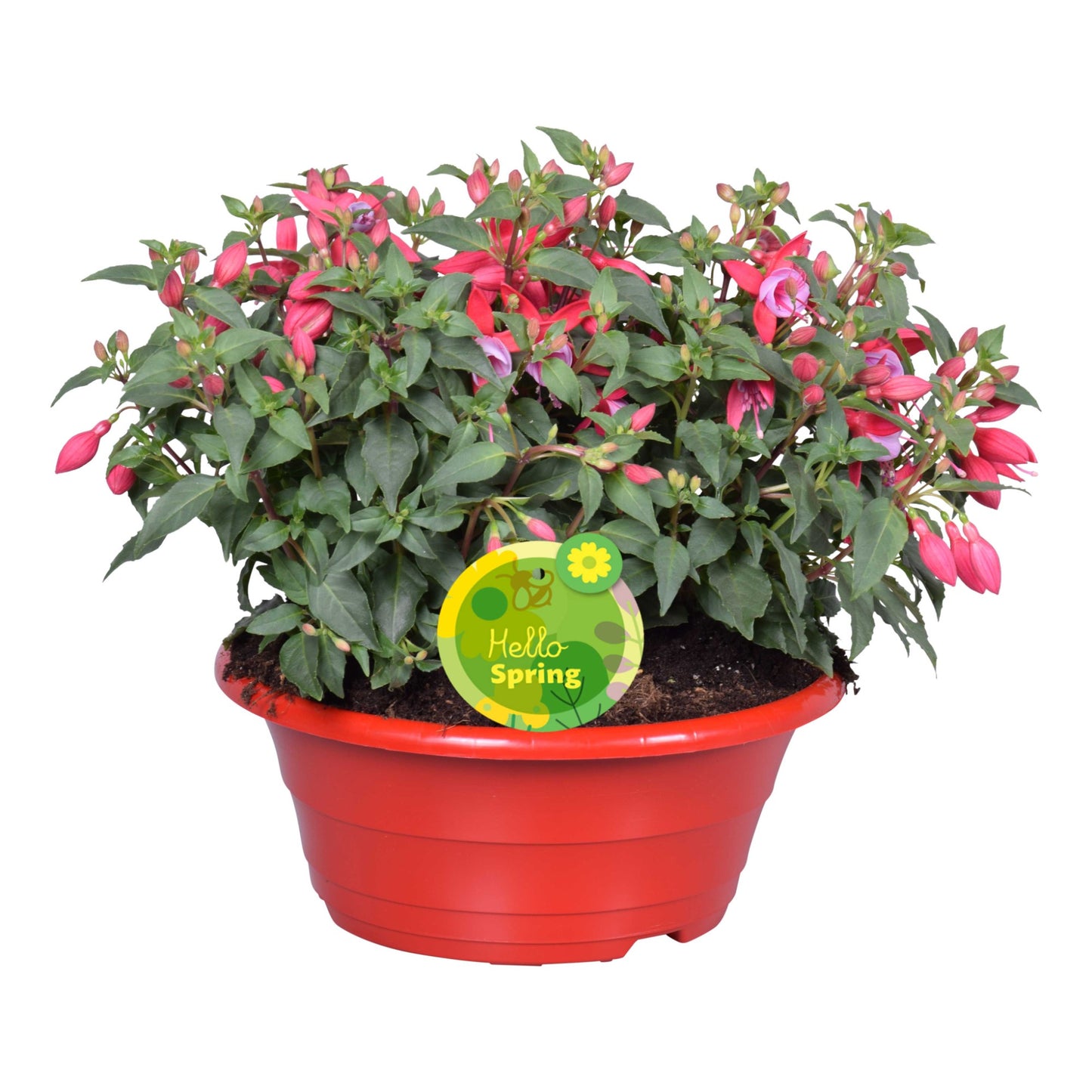 Fuchsia Bella Nikita 22cm 23cm Pot