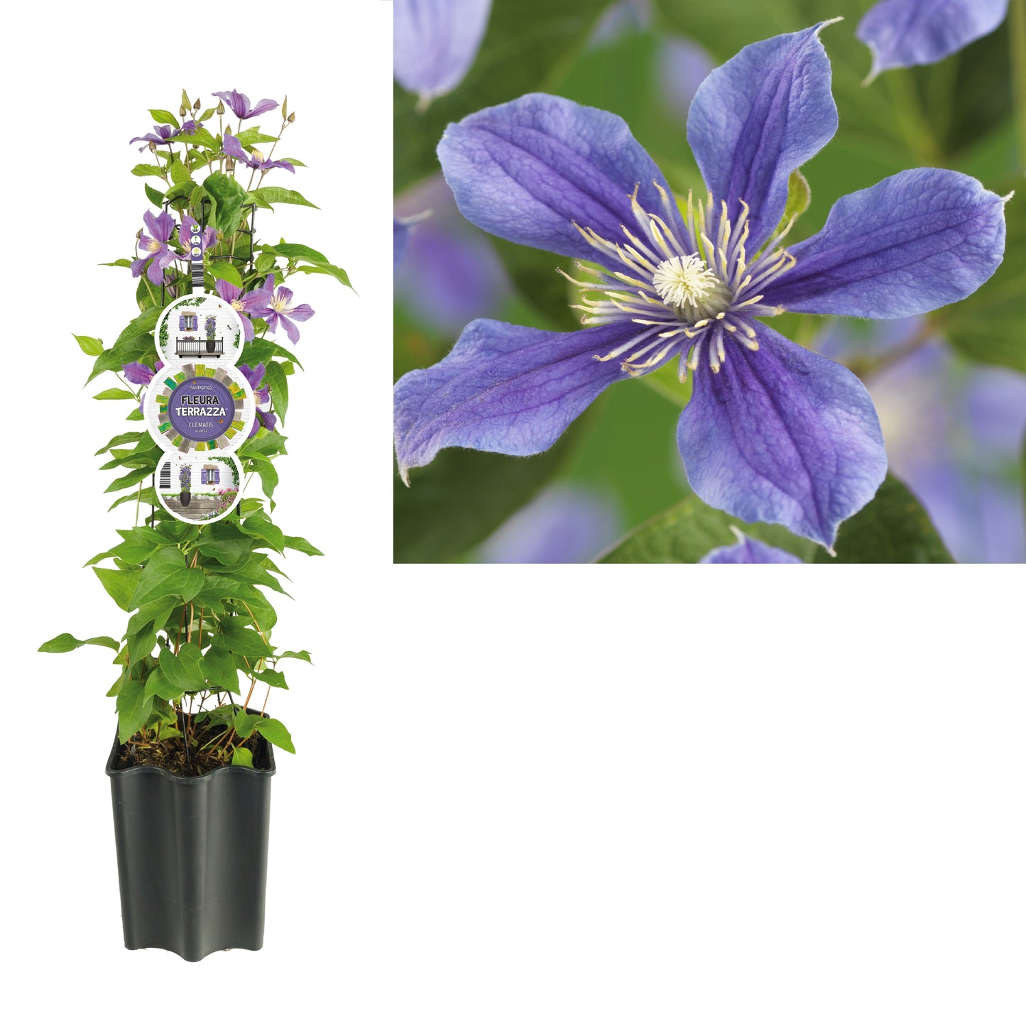 Clematis Arabella 75cm 19cm Pot
