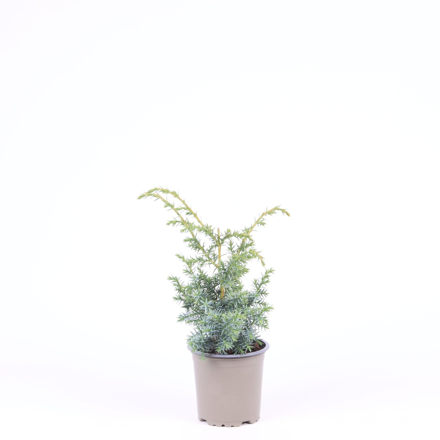 Juniperus Blue Alps 25cm 11cm Pot