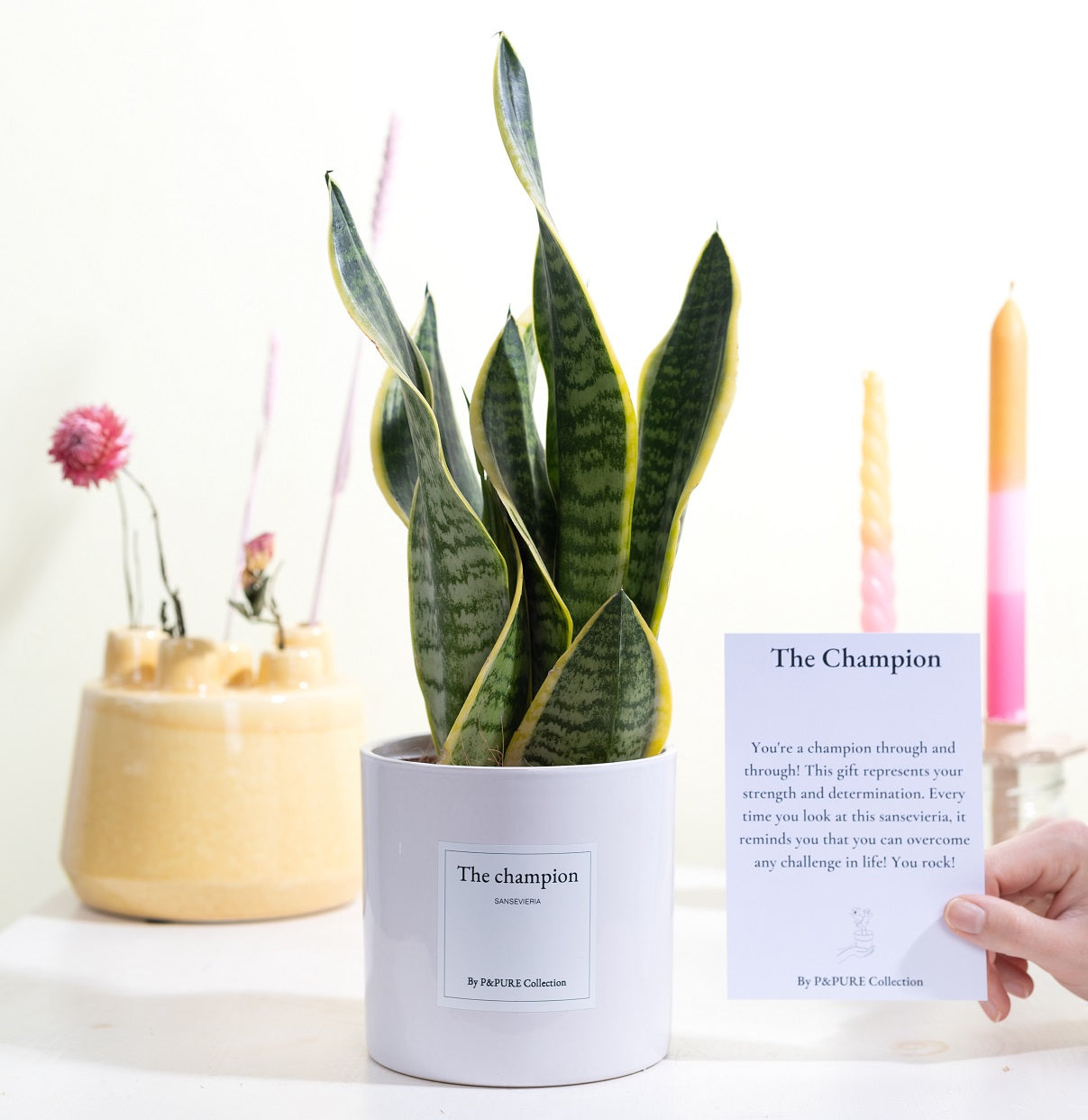 Pure Collection Sansevieria Futura Superba Pack of 6