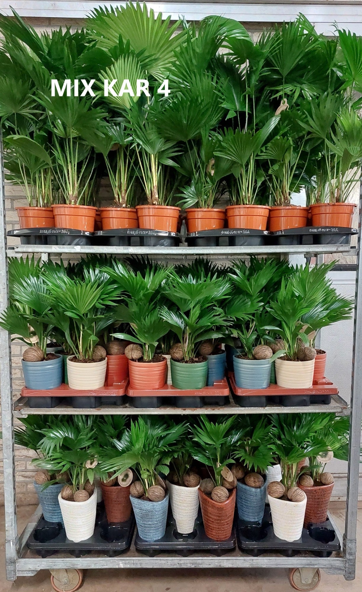 Livistona rotundifolia 40cm 999cm Pot