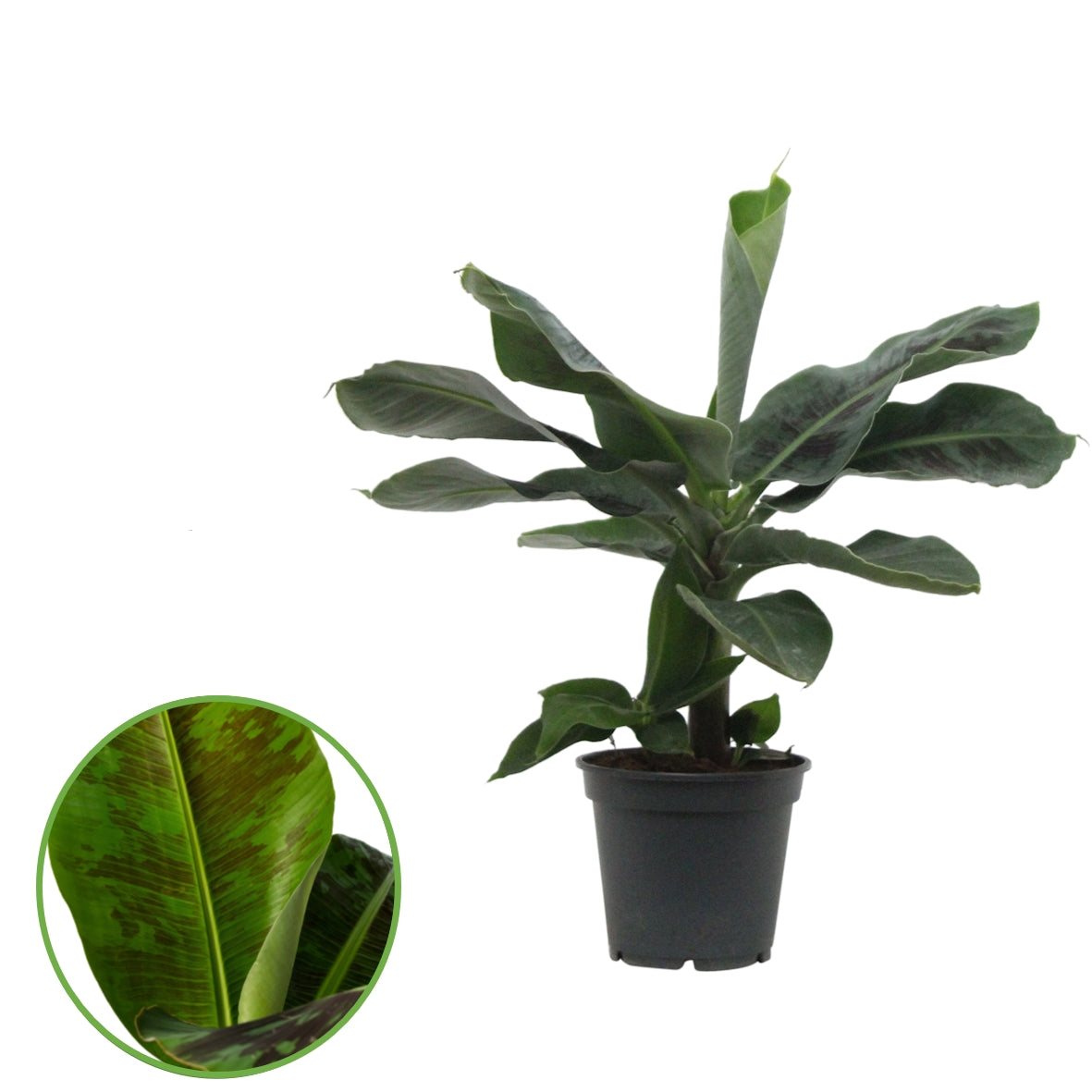 GreenDreamz Musa basjoo (Banana) Pack of 6