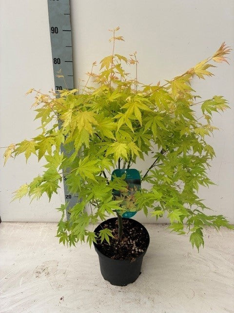 Acer Orange Dream 75cm 23cm Pot