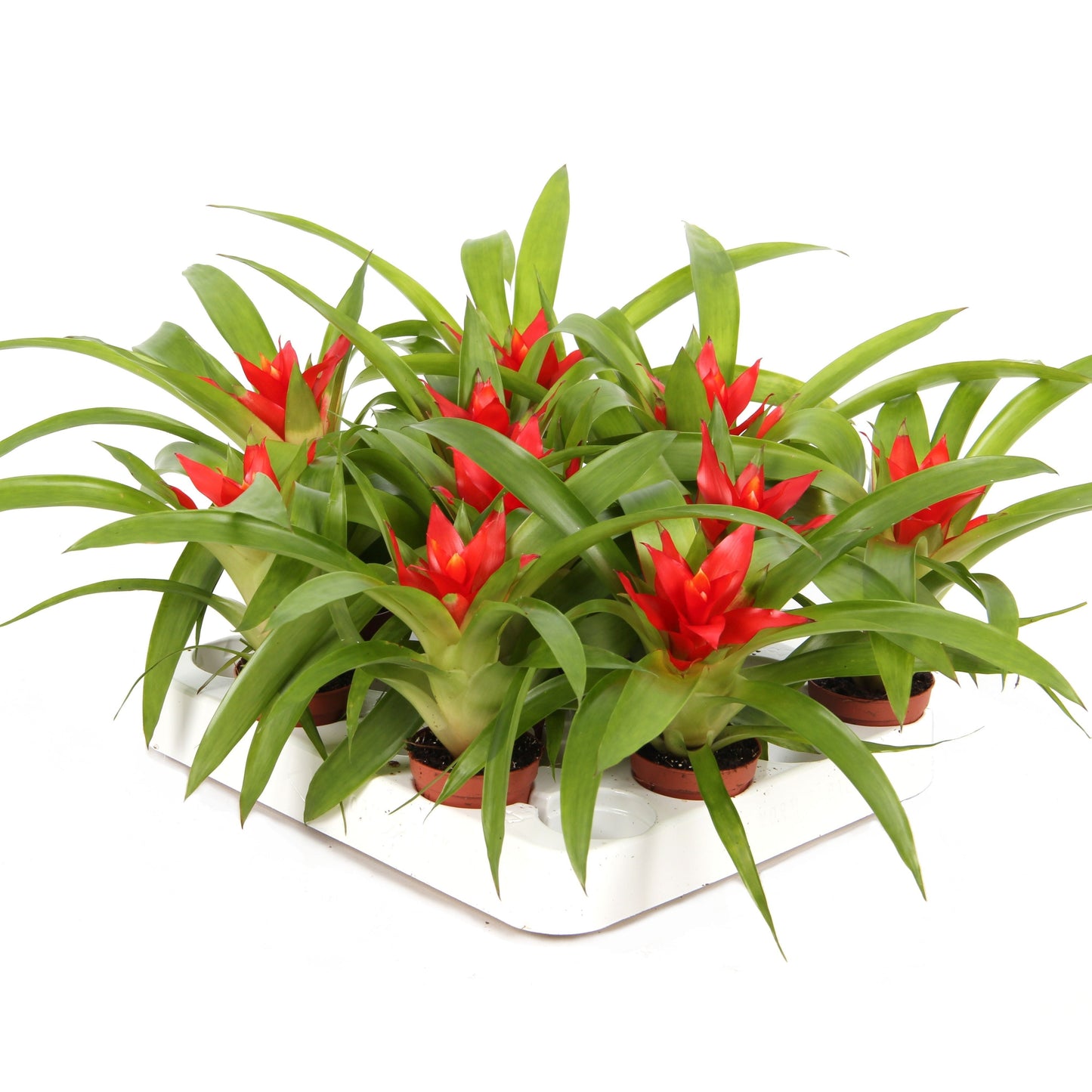 Rip Bromini BV Guzmania Tempo Pack of 10