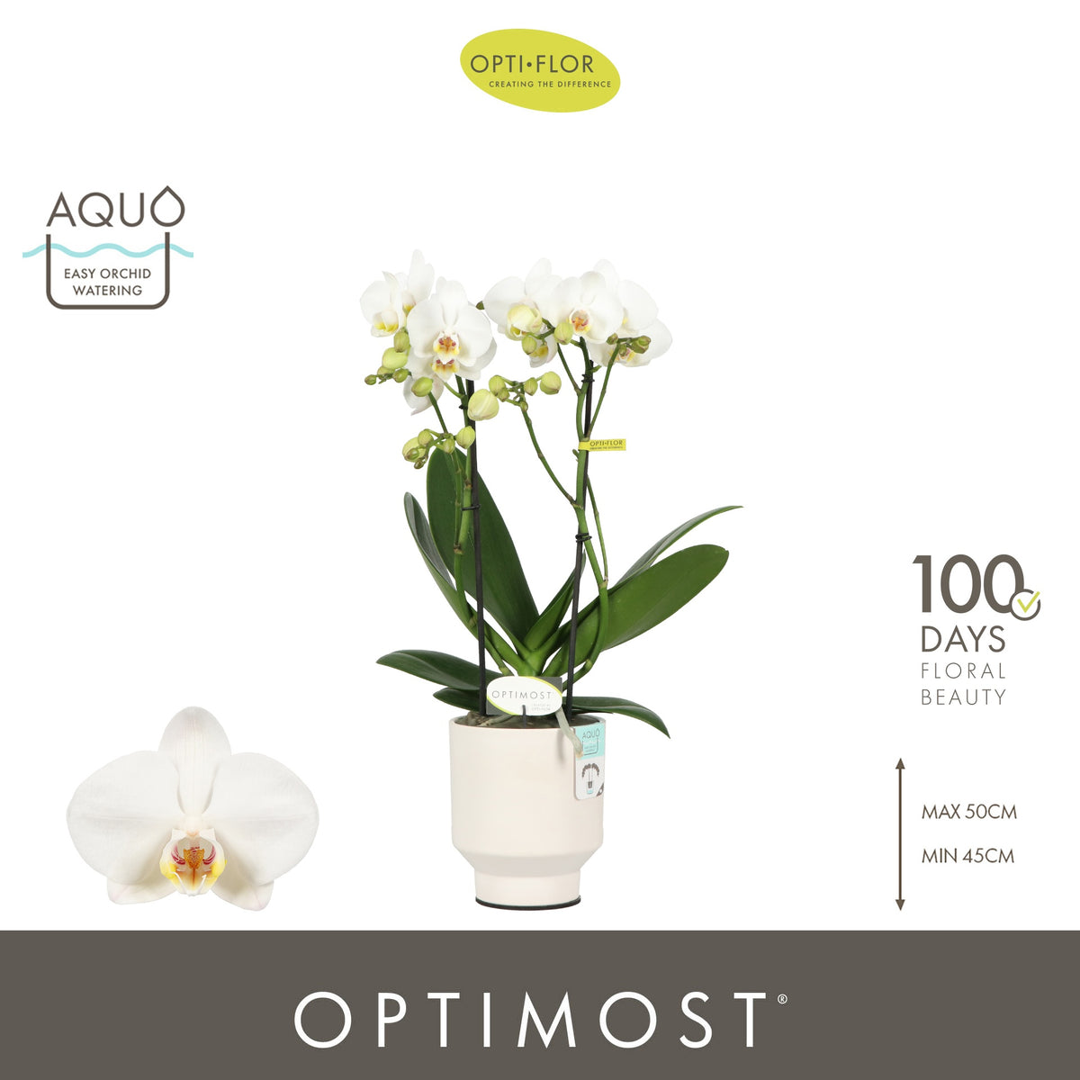 Phalaenopsis multiflora white 45cm 12cm Pot
