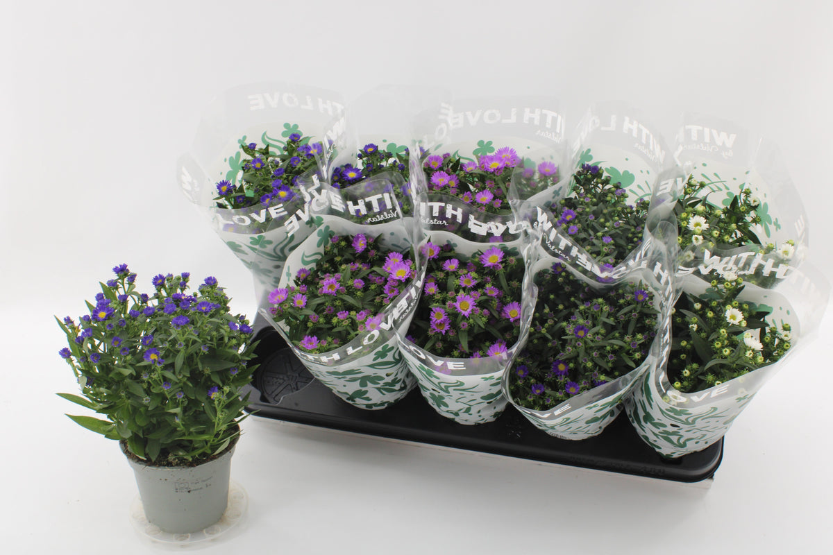 Aster nb. Starletta mix 25cm 12cm Pot