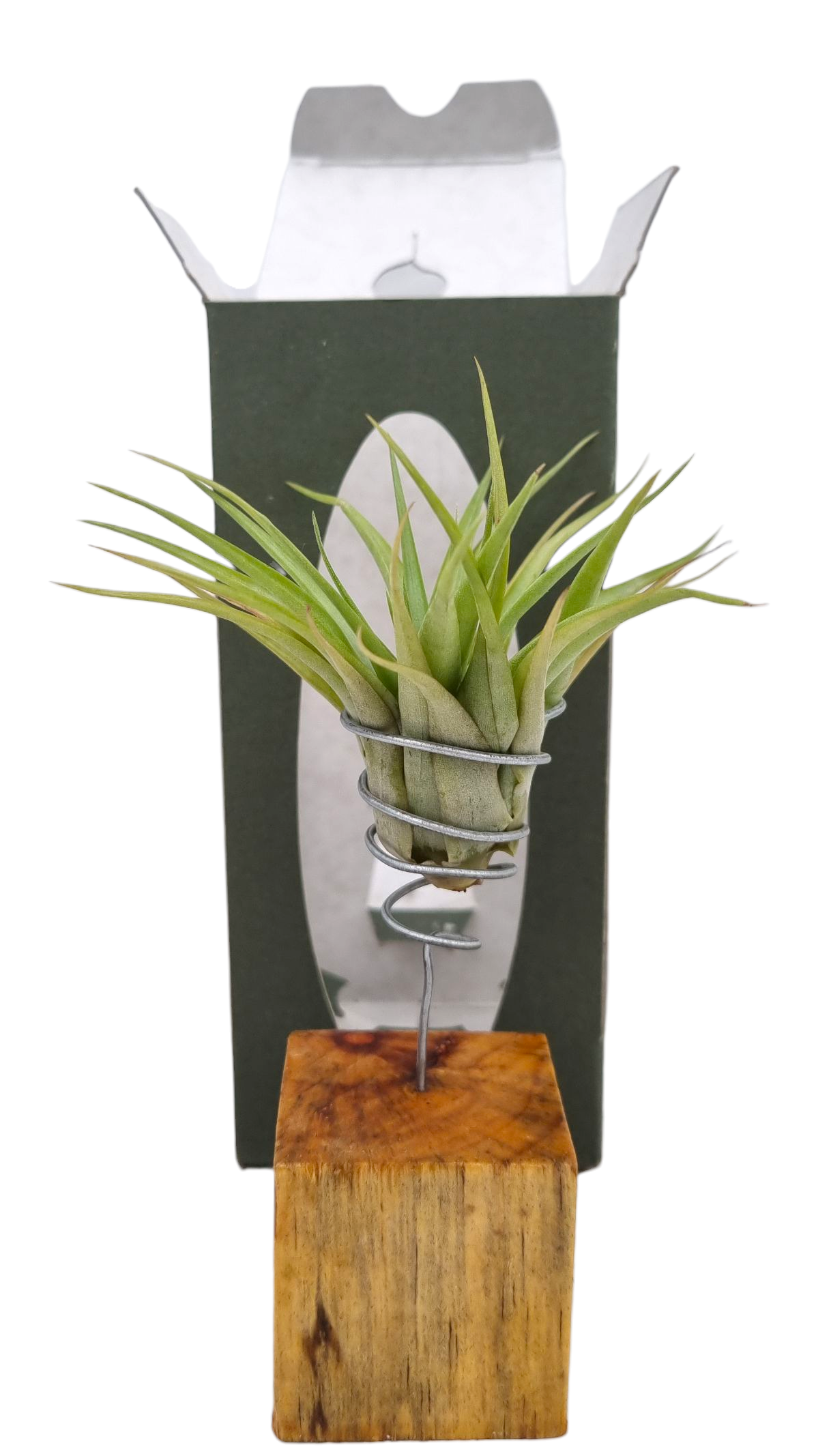 Tillandsia cyanea 20cm 9cm Pot