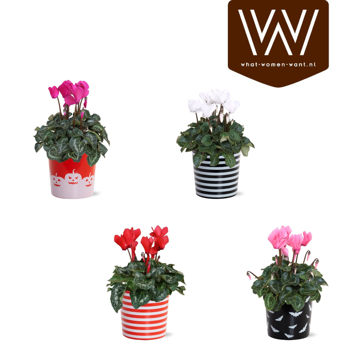 Cyclamen Allure mix (+ drp.ceramic) 30cm 12cm Pot