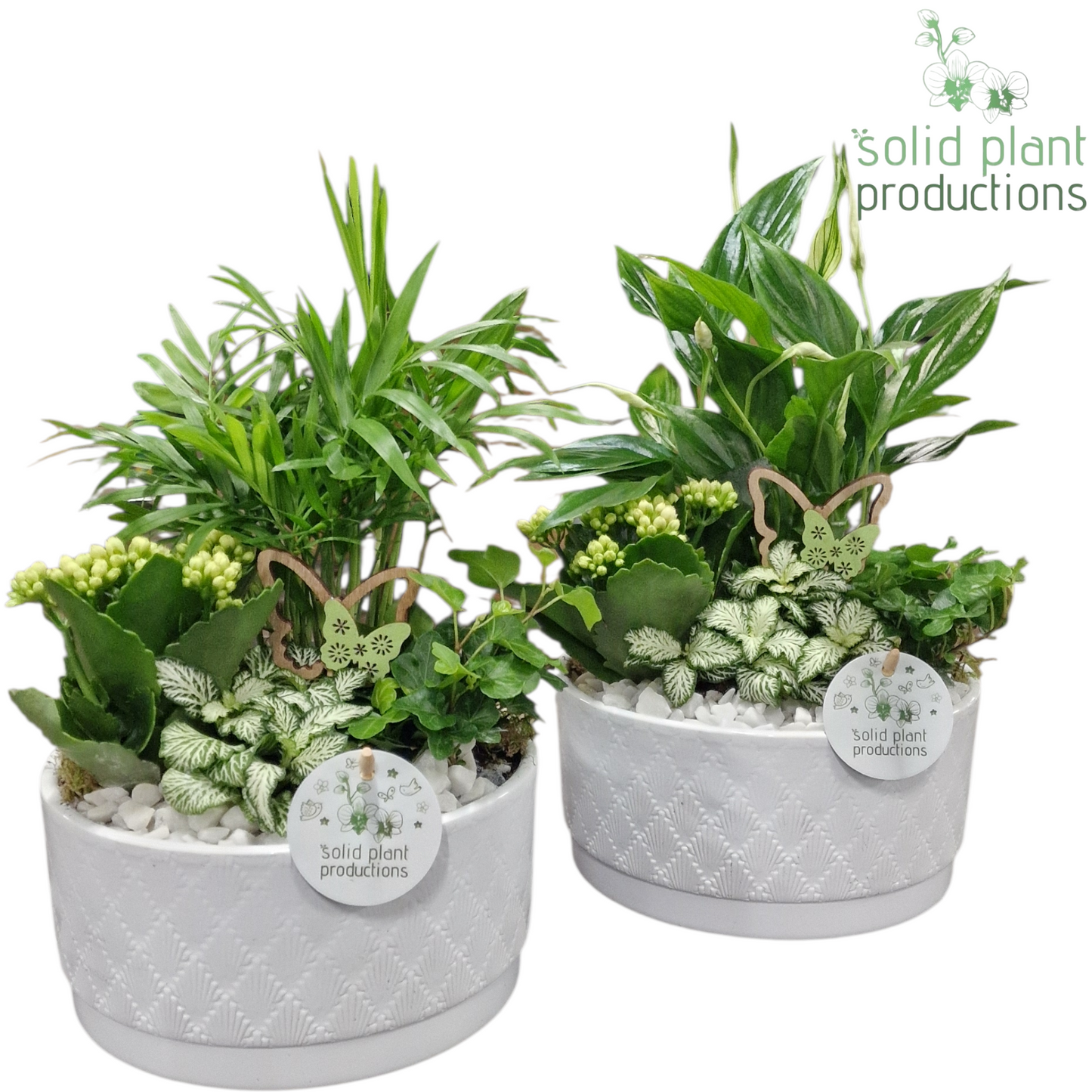 Solid Plant Productions SC003 Loes White Mix Pack of 4