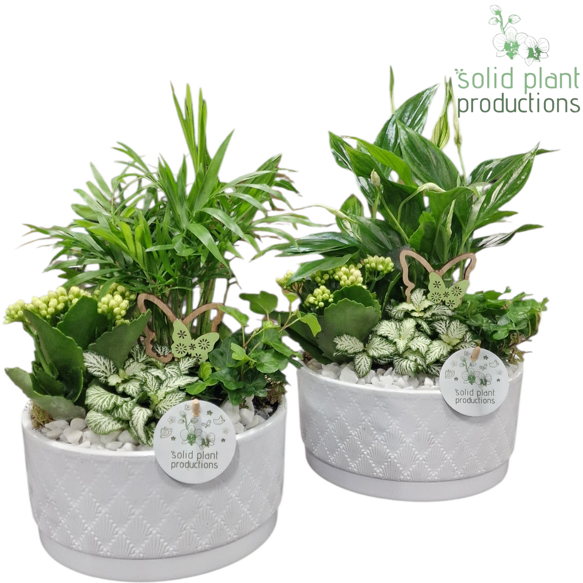 SC003 Loes White Mix 35cm 18cm Pot
