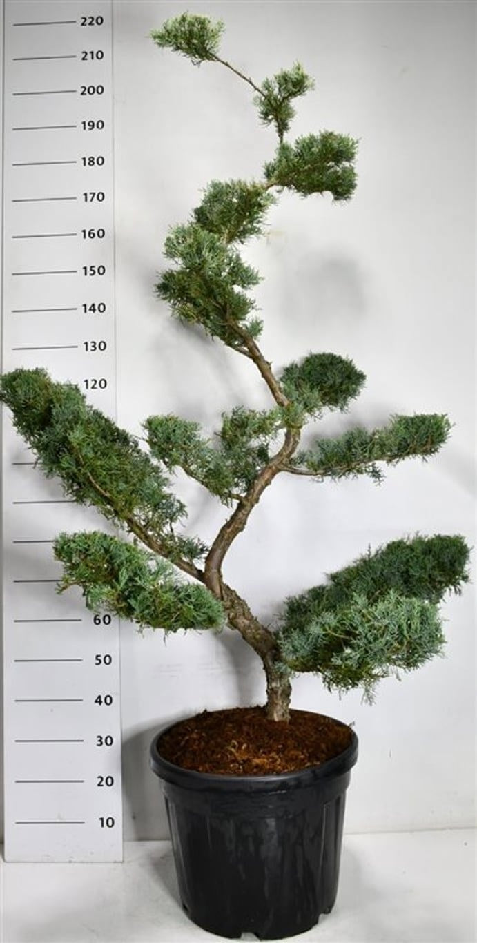 Juniperus virginiana Grey Owl 200cm 48cm Pot
