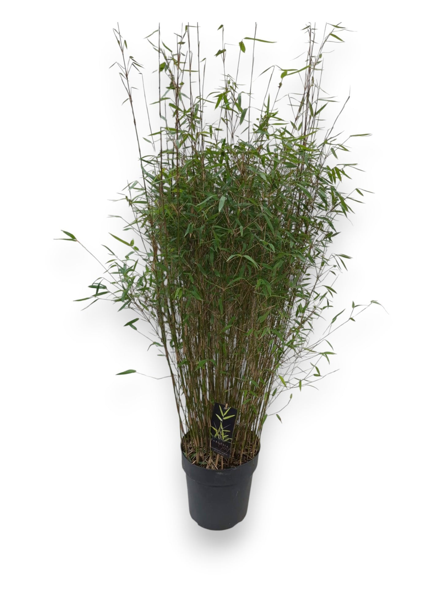 Fargesia Jiuzhaigou 1 140cm 27cm Pot