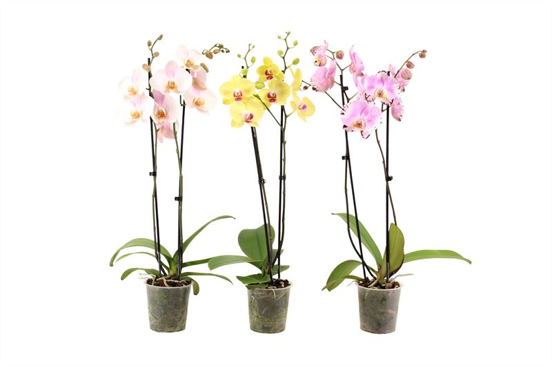 Phalaenopsis mix 60cm 12cm Pot