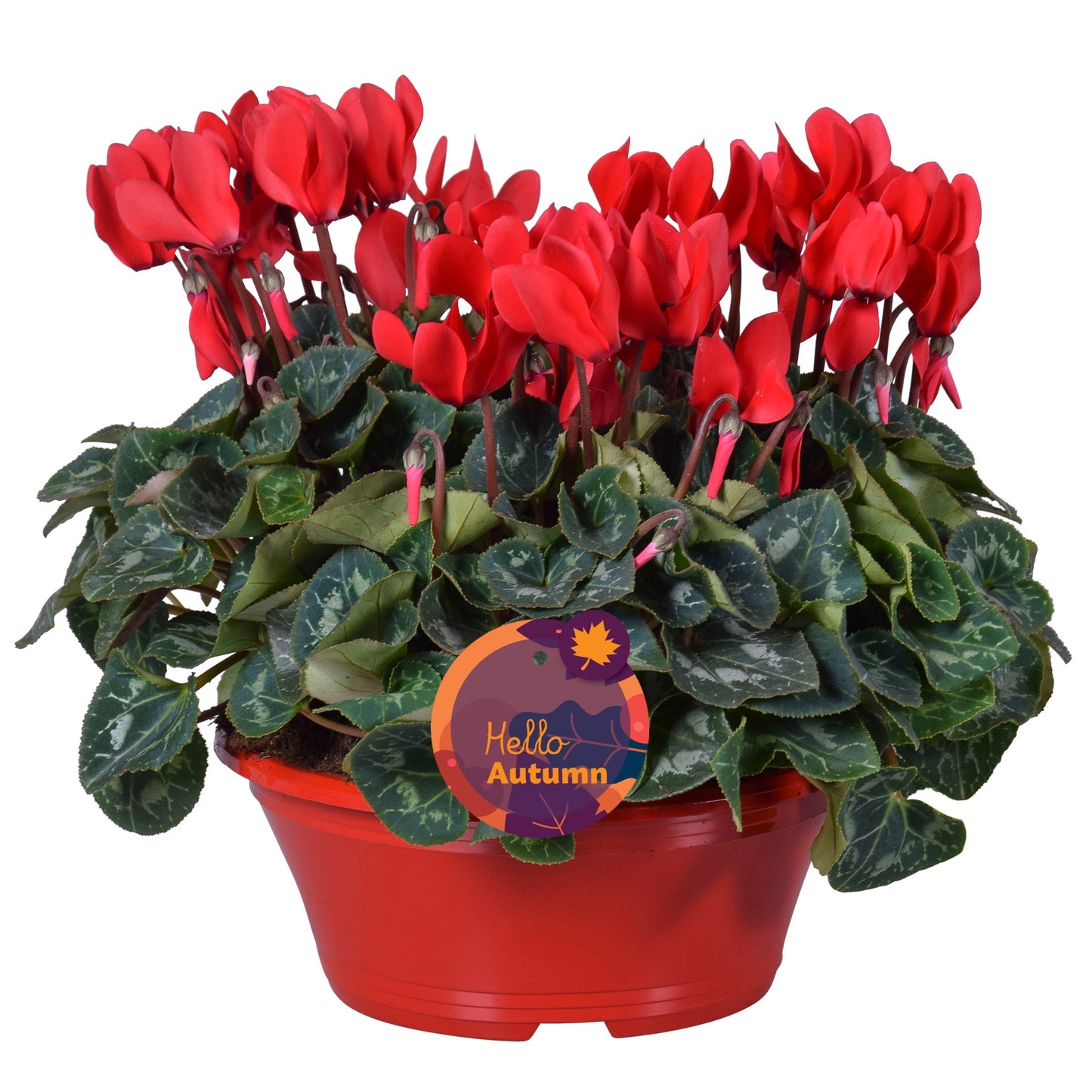 Cyclamen Allure 30cm 23cm Pot