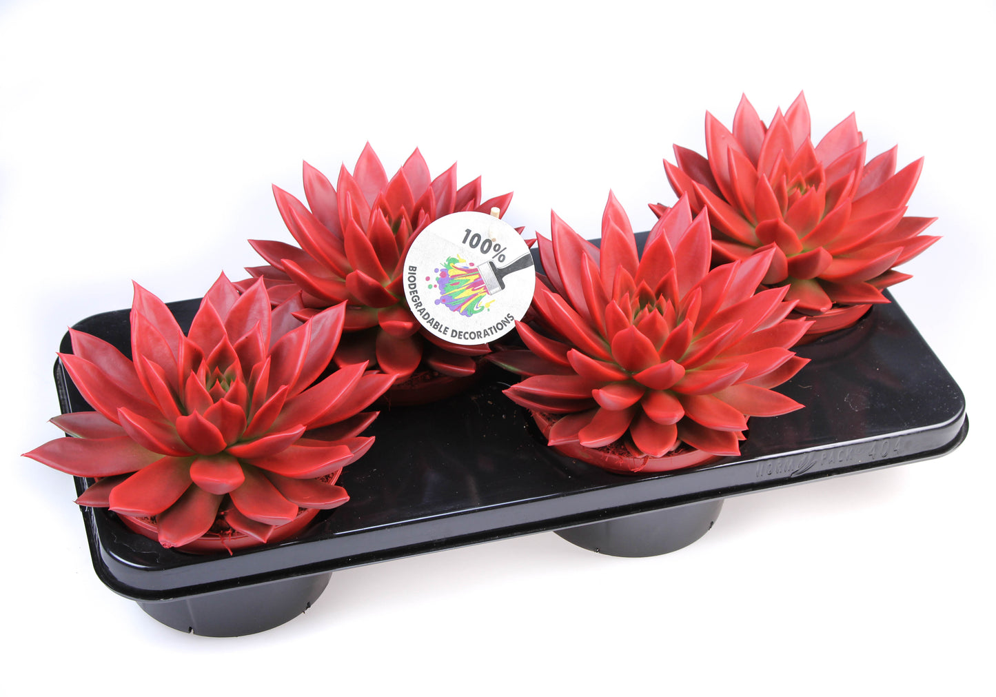 Euro Cactus Holland Bv Rainbow red Pack of 4
