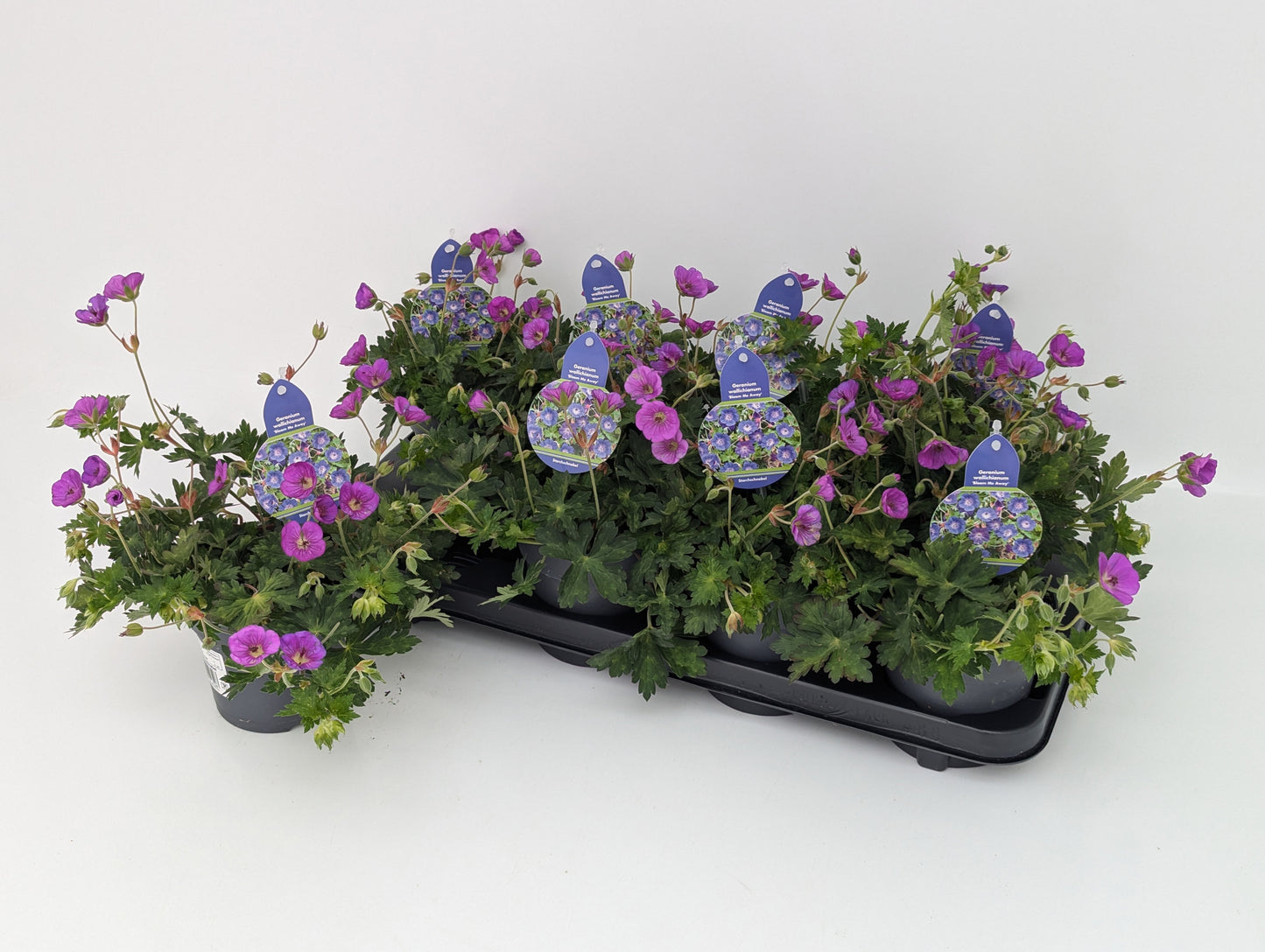 Geranium Bloom Me Away 25cm 13cm Pot