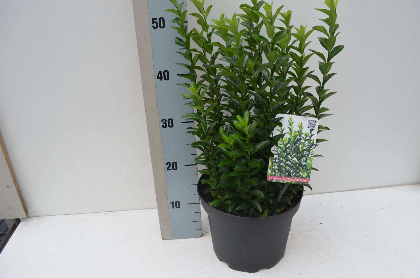 Euonymus Jean Hugues 35cm 23cm Pot