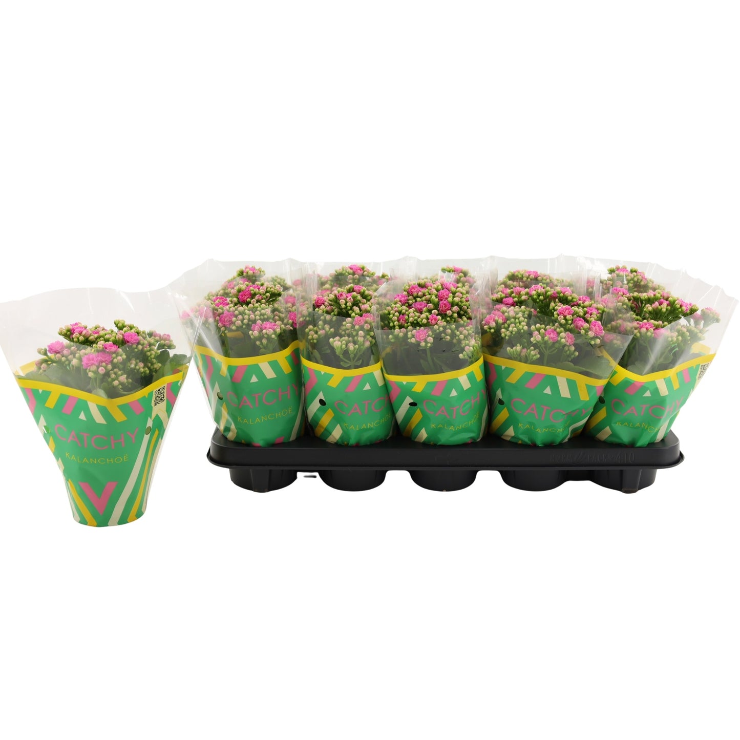 Kalanchoe Catchy Season Pink 23cm 510cm Pot