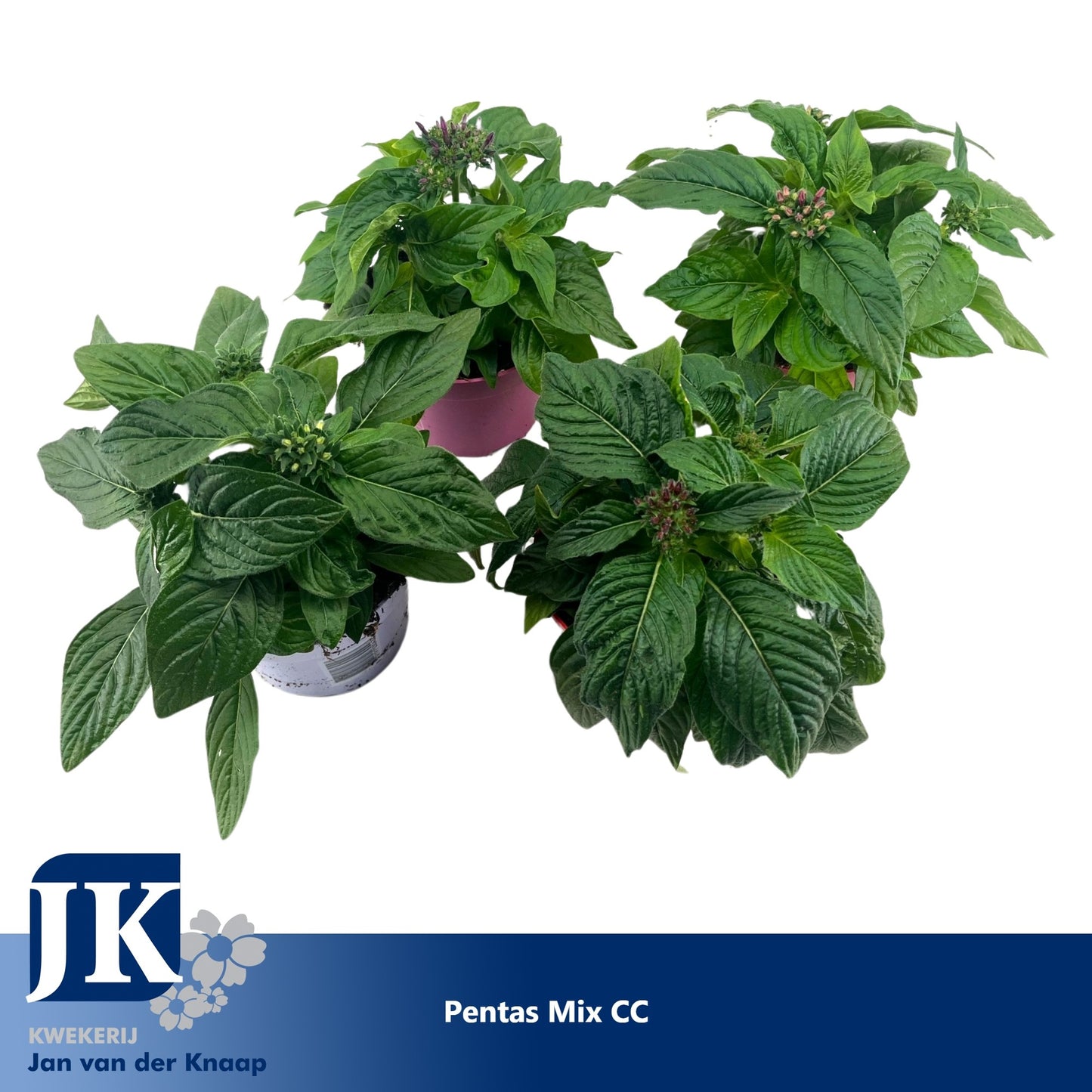Pentas lan. mix 20cm 12cm Pot