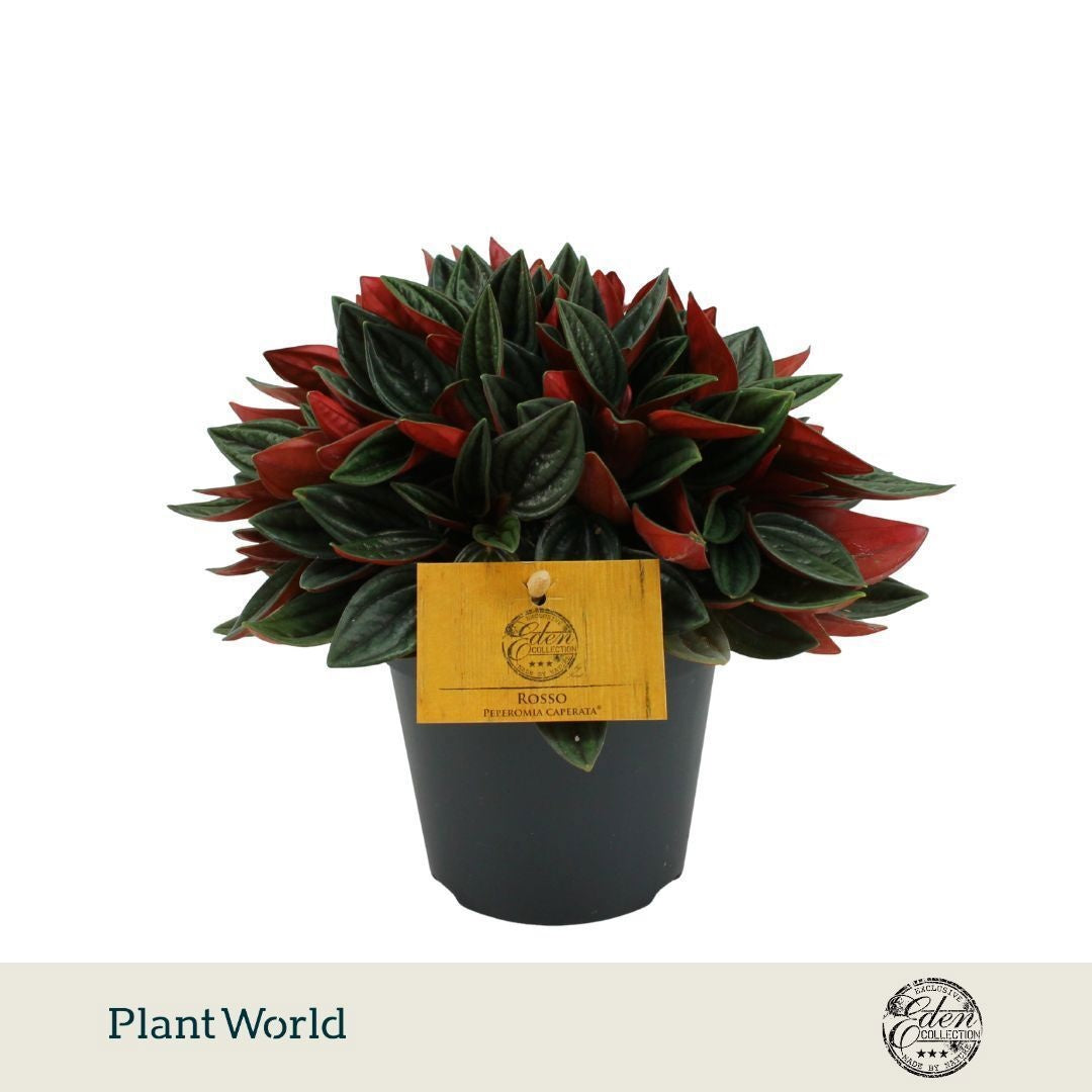 Peperomia Rosso 20cm 12cm Pot