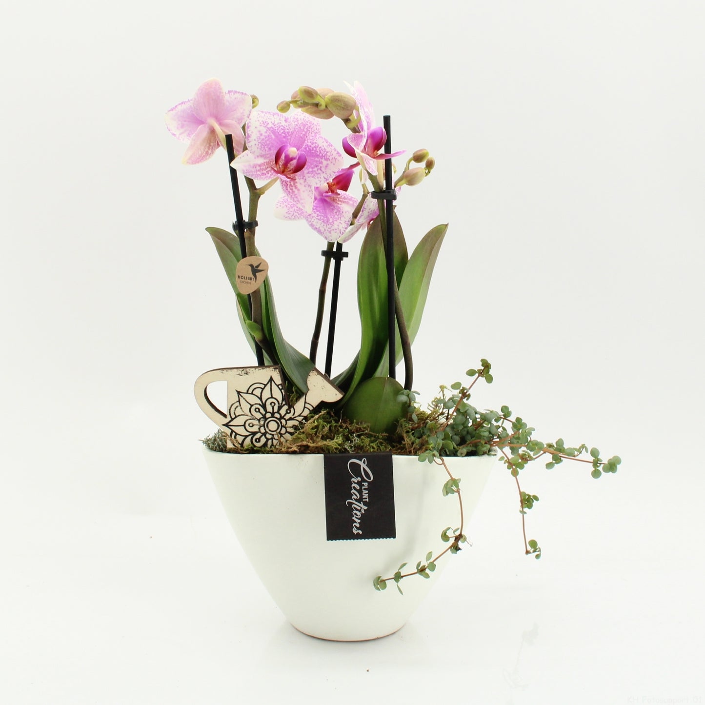 Phalaenopsis arrangement 50cm 19cm Pot