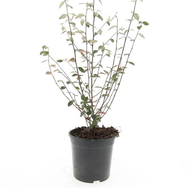 Cotoneaster franchetii 10cm 14cm Pot