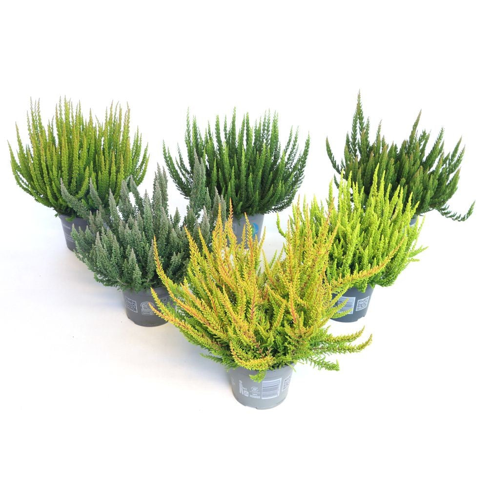 Calluna Beauty Ladies mix 25cm 12cm Pot