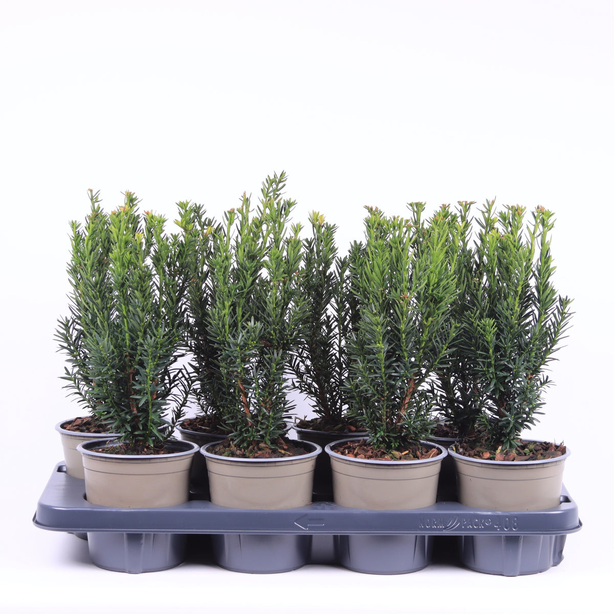 Taxus media Hillii 40cm 13cm Pot