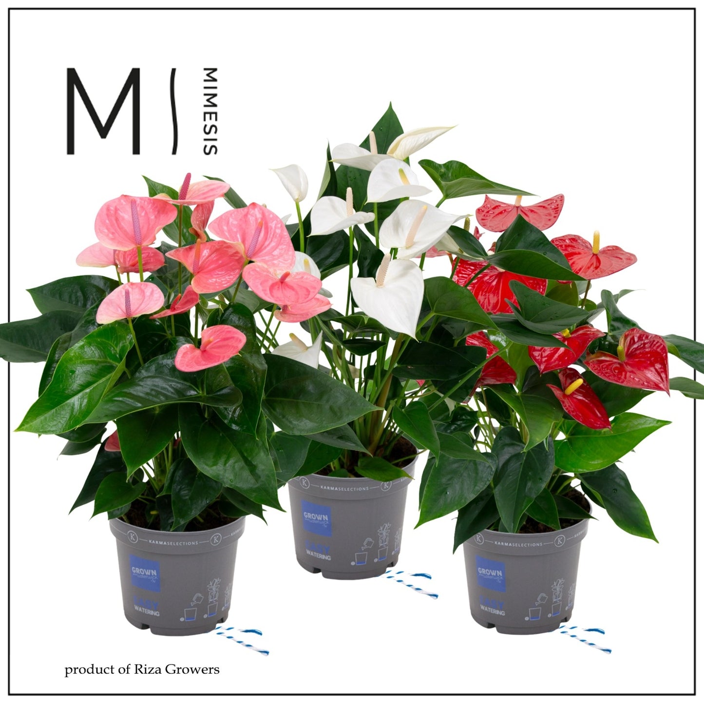Anthurium mix 50cm 17cm Pot