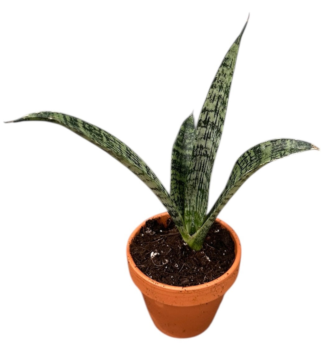 Sansevieria 10cm 8cm Pot