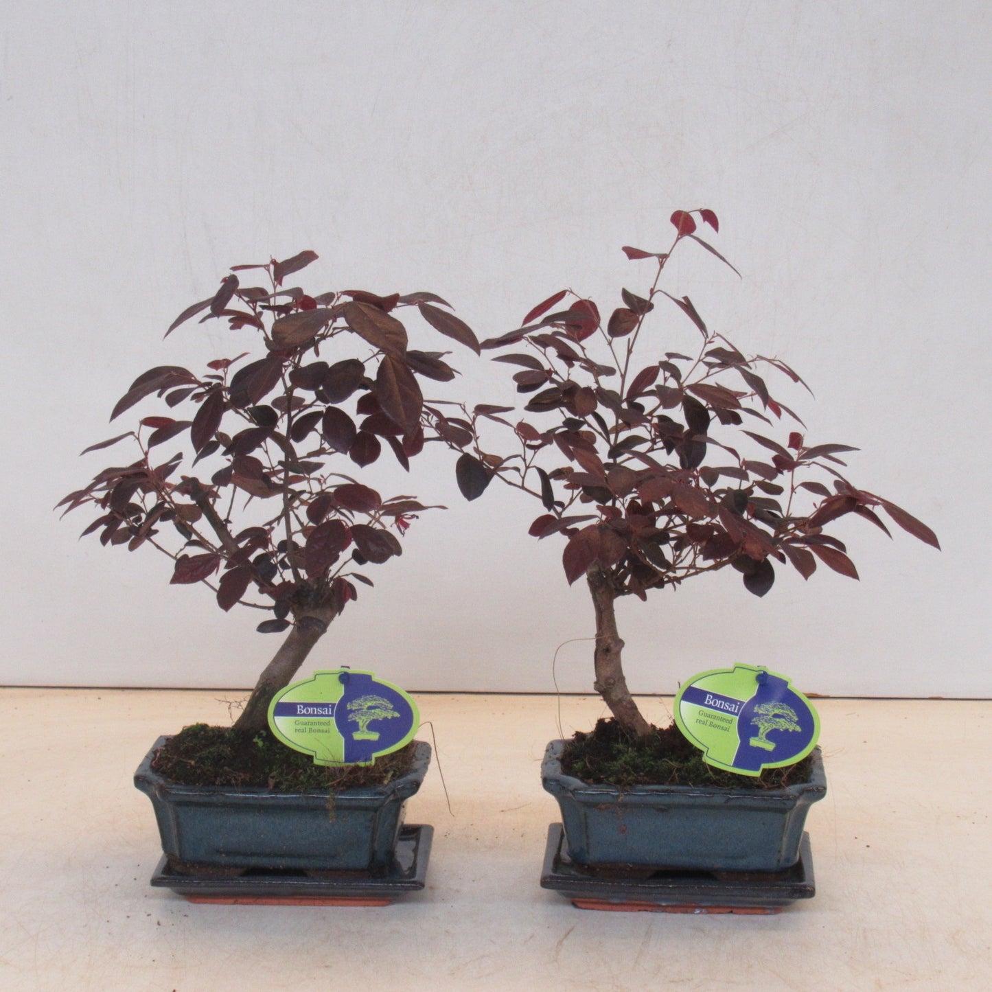 Loropetalum chinense 25cm 15cm Pot