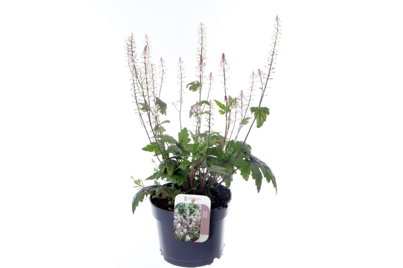 Tiarella cordifolia 55cm 17cm Pot