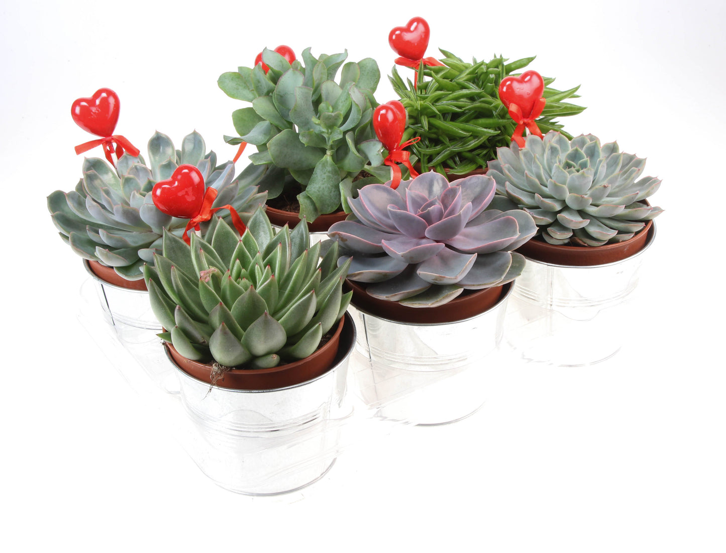 Zink succulent mix + hartje 15cm 12cm Pot