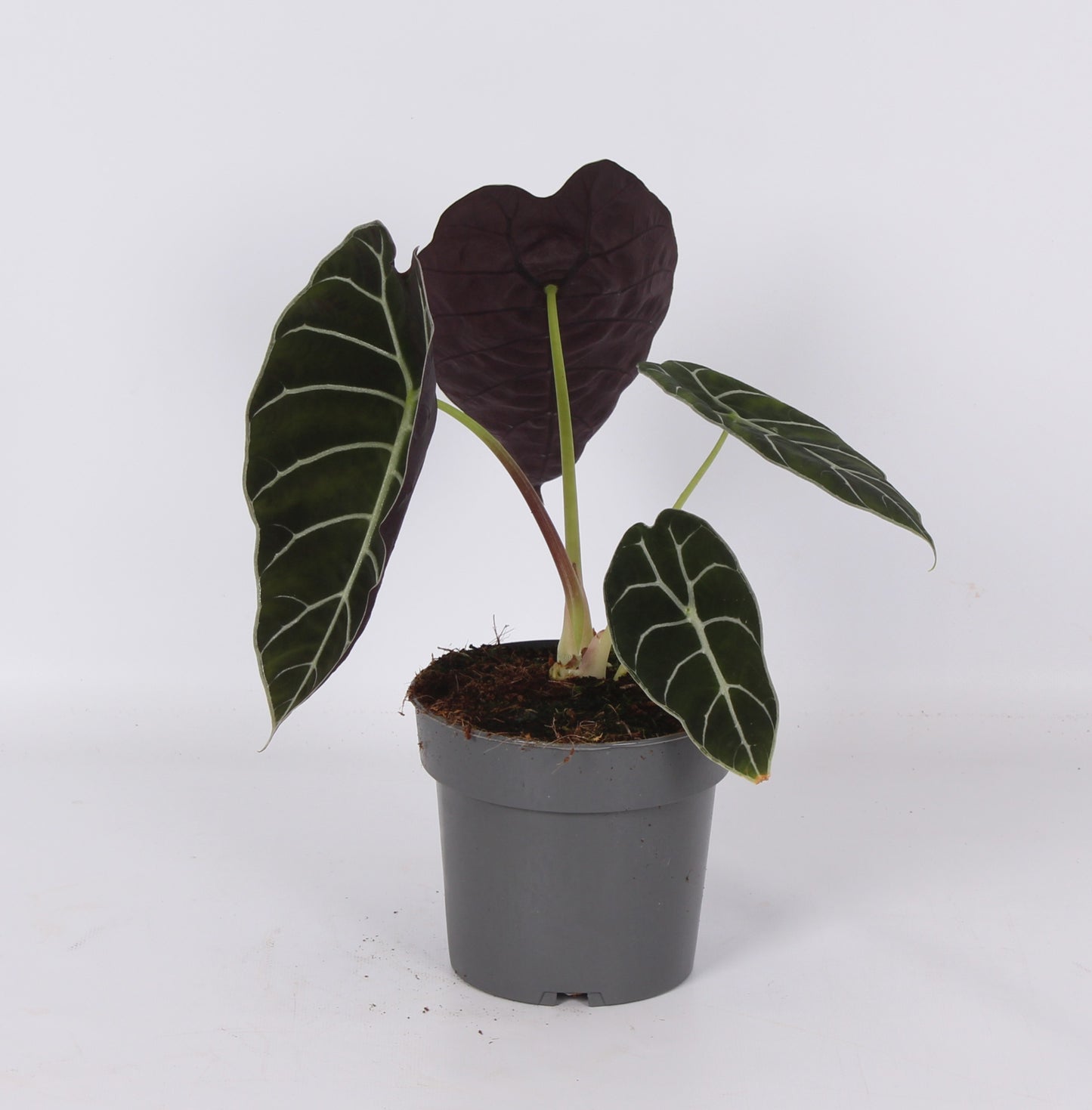 Ichtus Plants Alocasia Pride of Corup Pack of 6