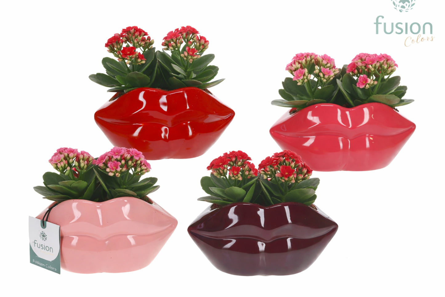 Fusioncolors BV Keramiek Lippen met Kalanchoe Pack of 8