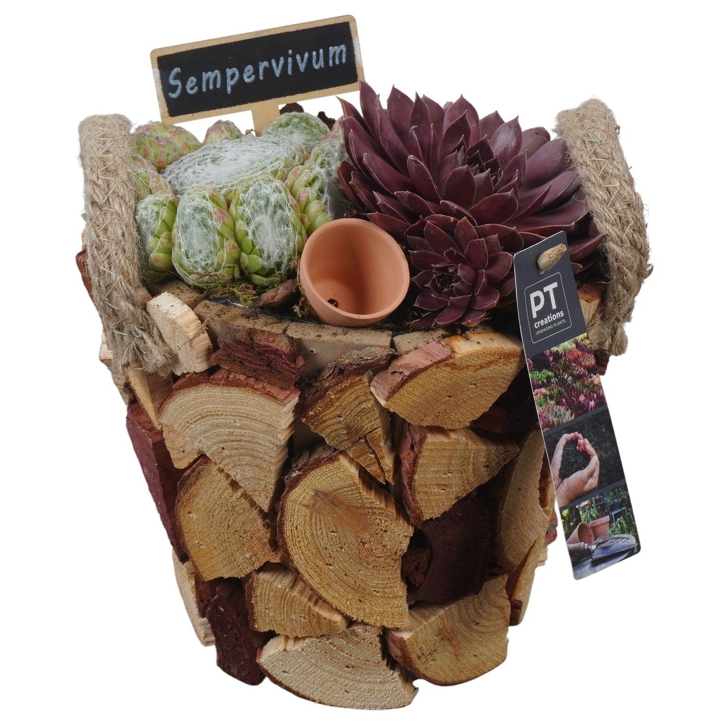 arr. Sempervivum 22cm 18cm Pot