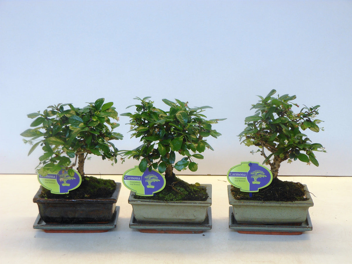 Carmona Bonsai 25cm 15cm Pot