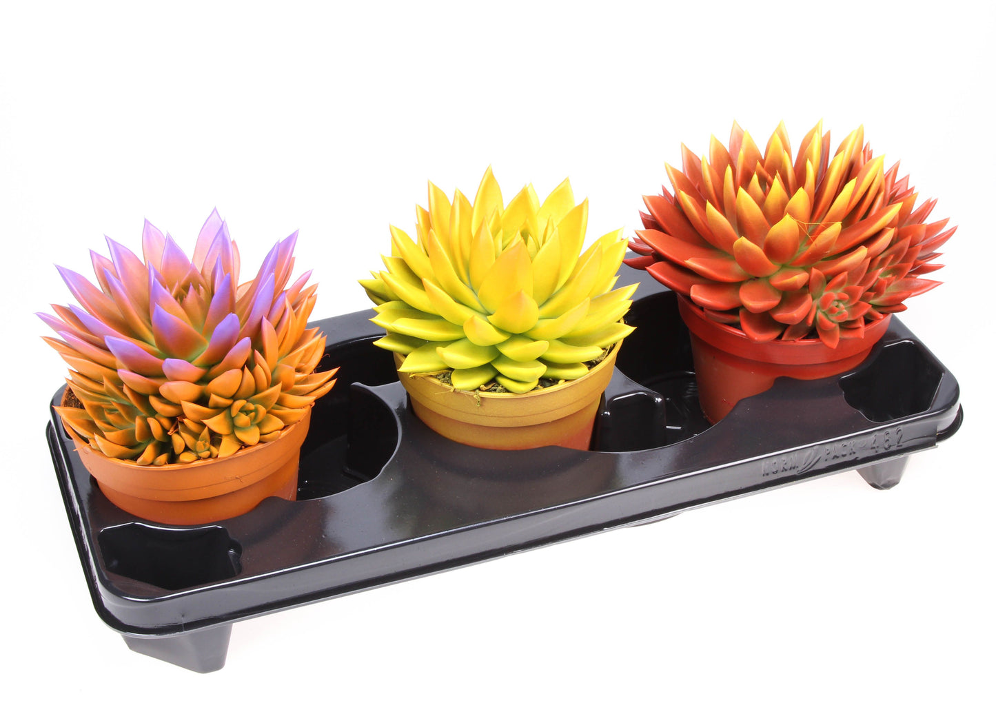 Rainbow Bicolor 607cm 15cm Pot