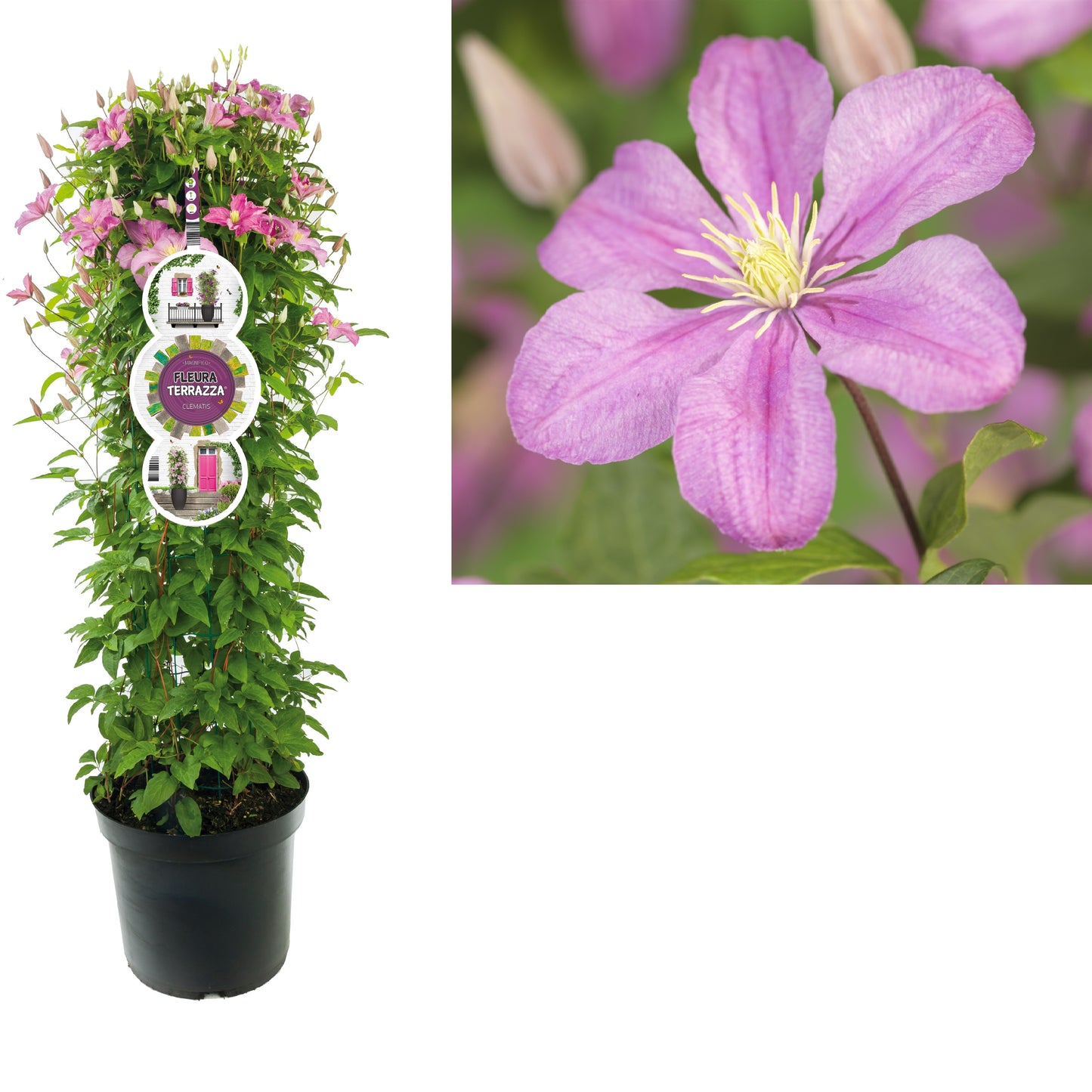 Clematis Comtesse de Bouchaud 115cm 28cm Pot