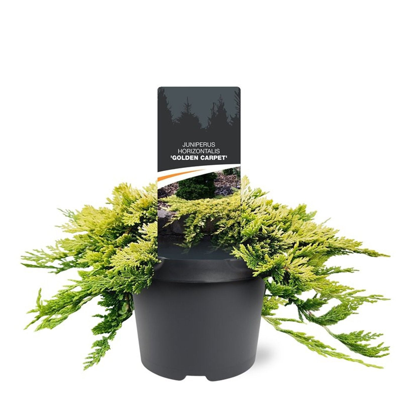 Bremmer Boomkwekerijen Juniperus Golden Carpet Pack of 1