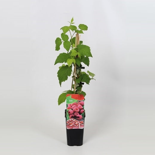 Rubus id. Malling Promise 60cm 14cm Pot