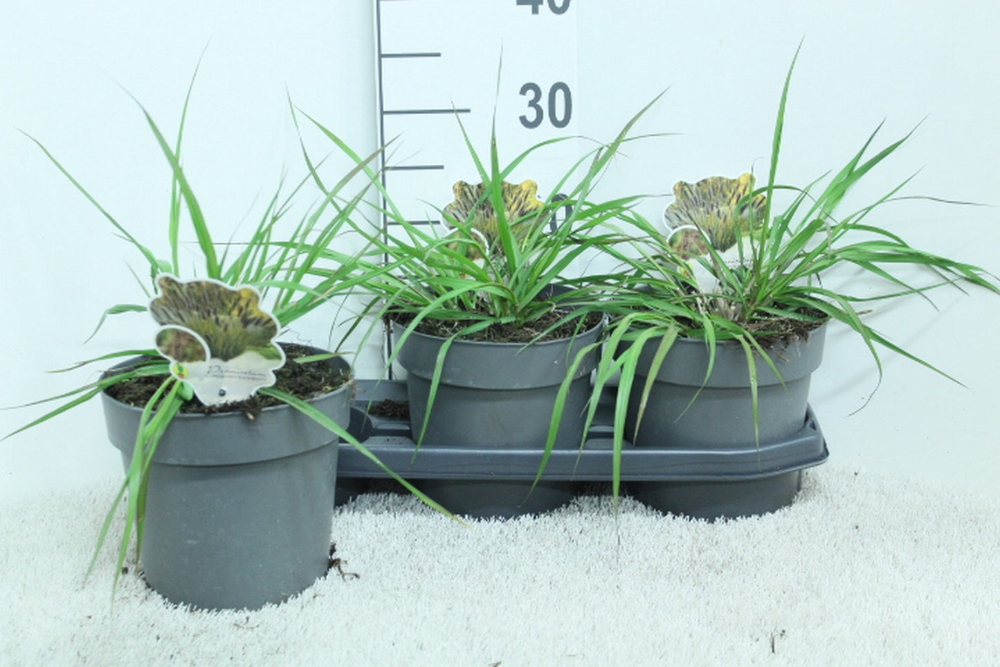 Pennisetum alopecuroides 30cm 19cm Pot