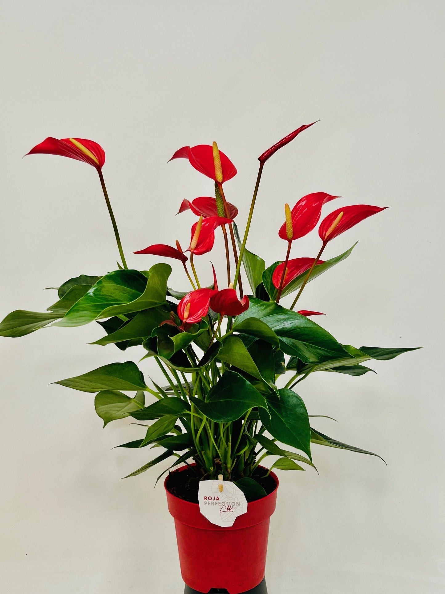 Anthurium Banderola Roja 50cm 14cm Pot