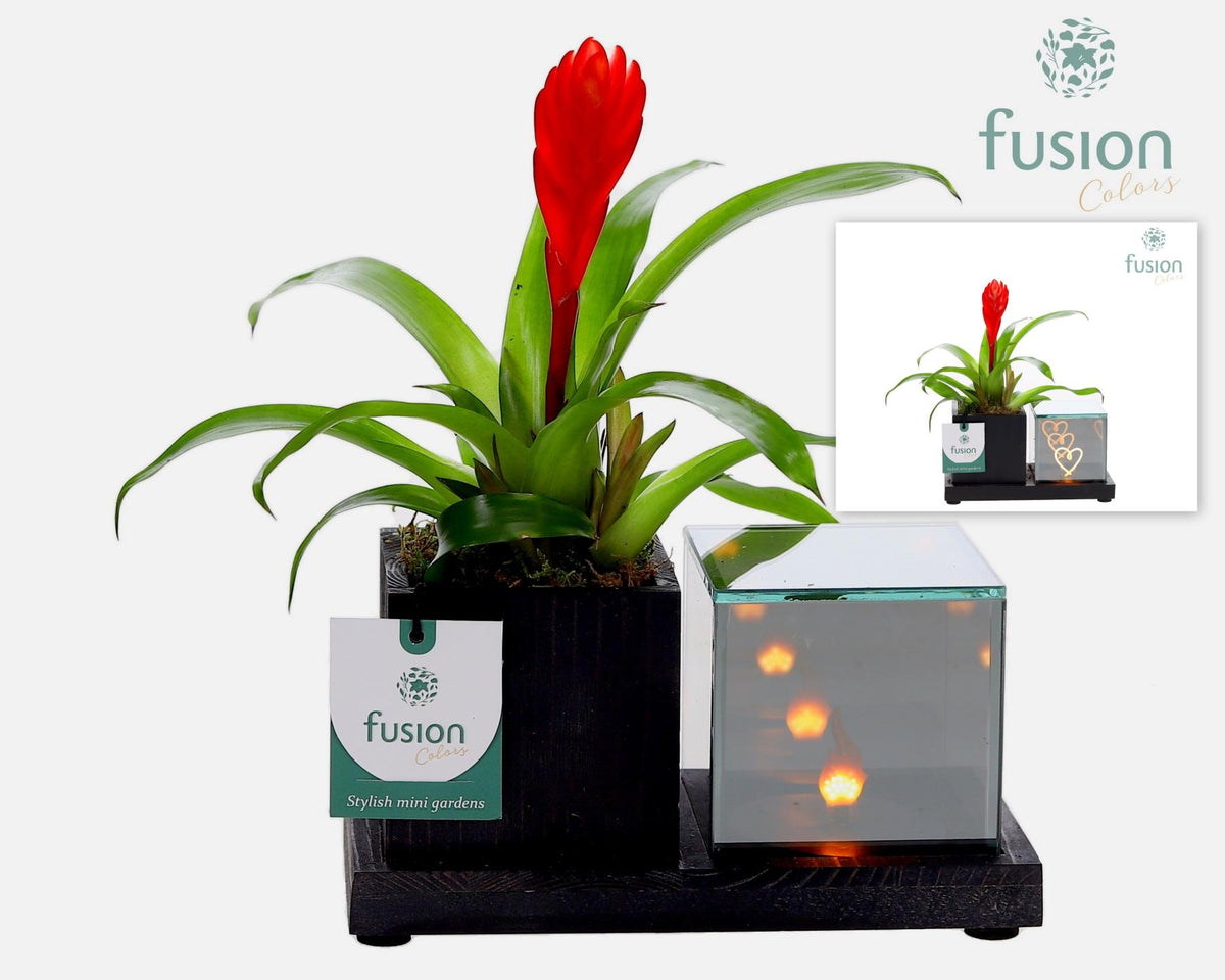 arr. Bromelia 25cm 19cm Pot